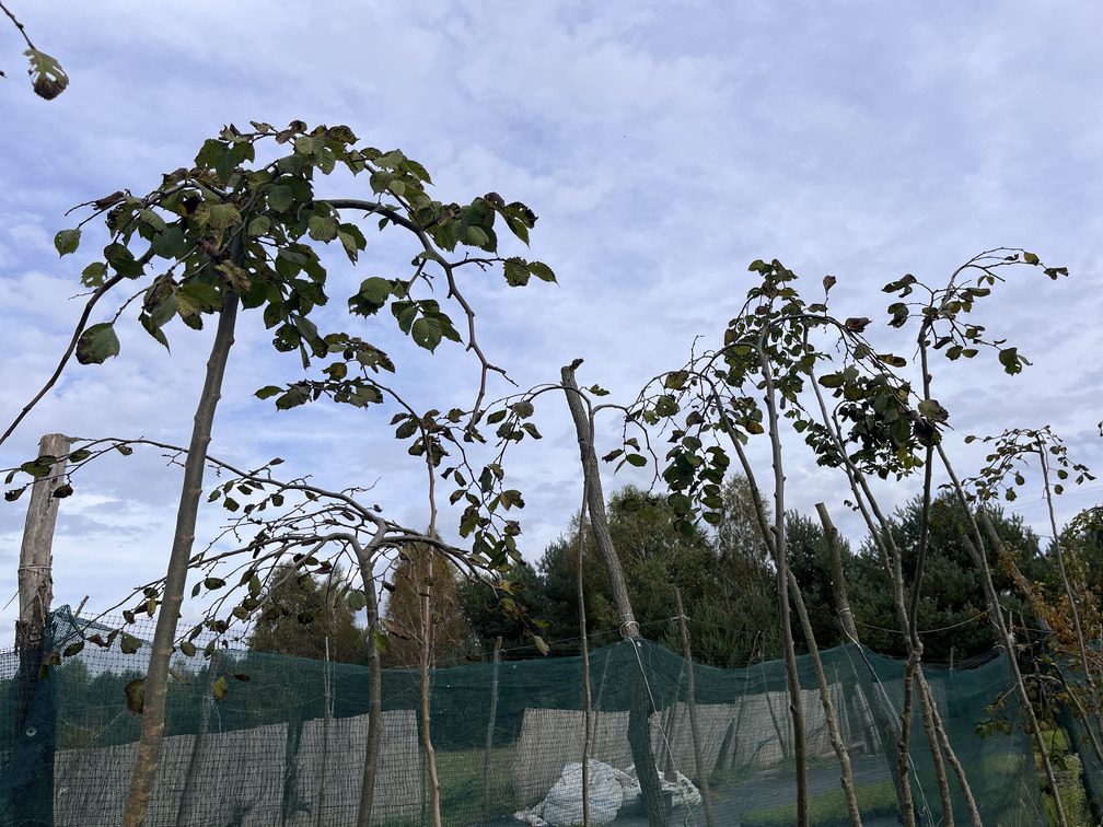 Wiąz camberdownii​ w szkółce roślin ozdobnych Gabrielnia, zdjęcie